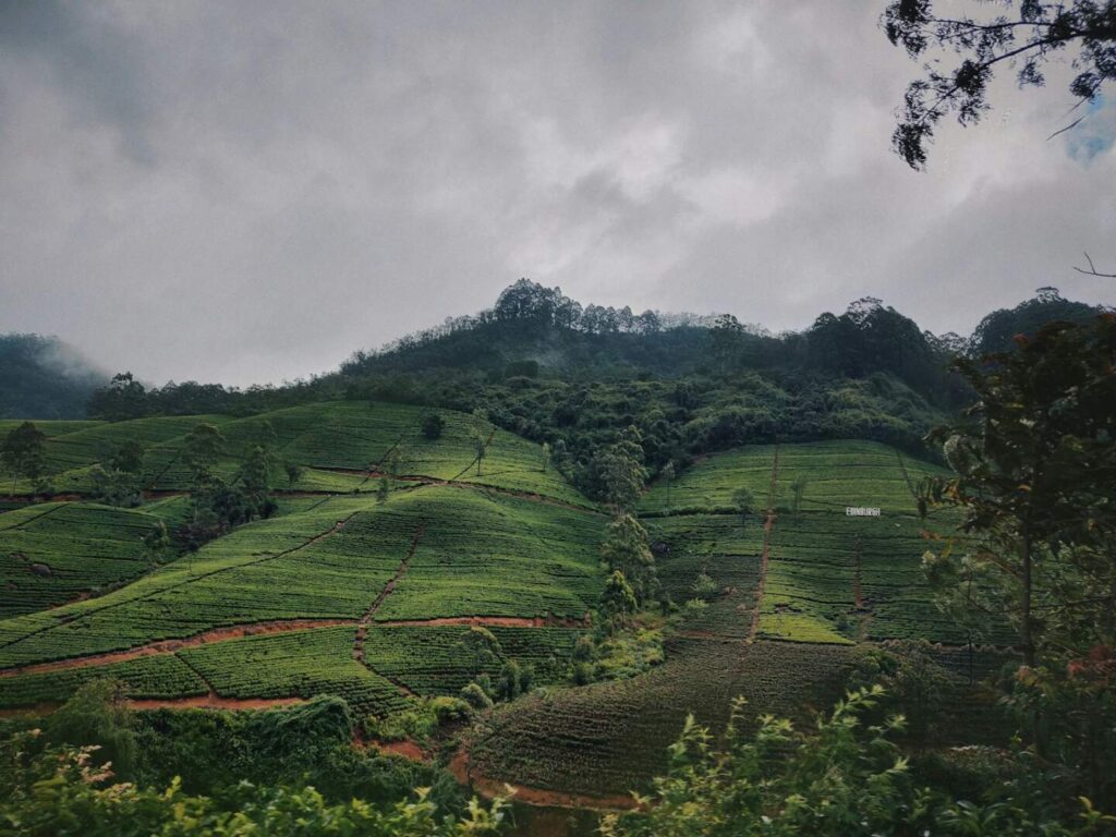 Lush green tea plantations in Sri Lanka’s central highlands with distant hills under a cloudy sky — supporting travel image 2