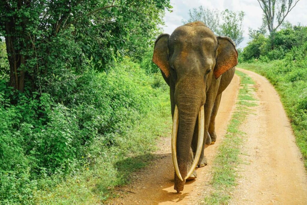 Asian elephants gathered at a lake in Minneriya National Park, Sri Lanka