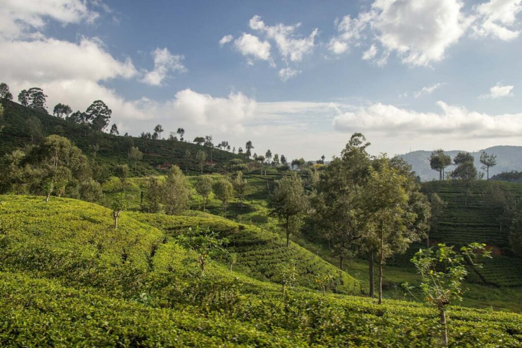 View from the Flying Ravana Mega Zipline soaring over lush green tea plantations in Ella, Sri Lanka