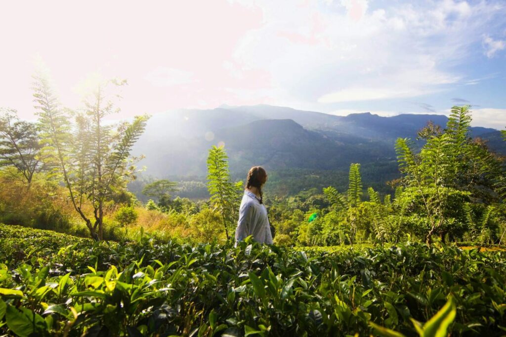 Lush green tea plantations in Sri Lanka’s central highlands with distant hills under a cloudy sky — supporting travel image 3
