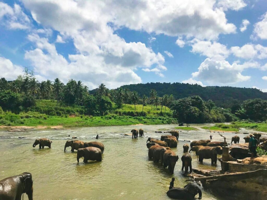 Wild Asian elephants gathered near a lake in Minneriya National Park, Sri Lanka — supporting travel image 3