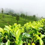 Exploring Sri Lanka’s Central Highlands: Tea Plantations and Boutique Stays
