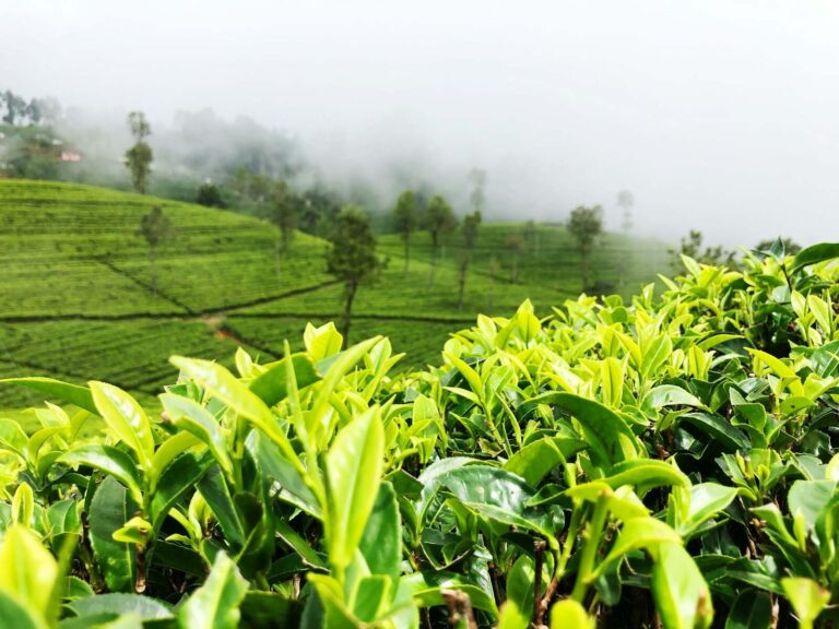 Lush green tea plantations in Sri Lanka’s central highlands with distant hills under a cloudy sky