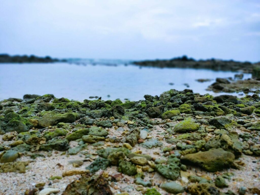 View of Delft Island shoreline with wild horses grazing near historic ruins under clear sky