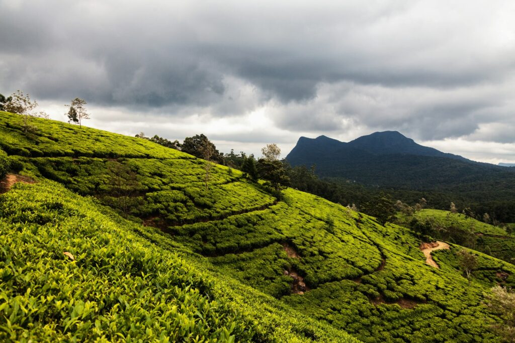 Hiker standing on Ella Rock overlooking lush green tea plantations and valleys in Sri Lanka's Hill Country — supporting travel image 2