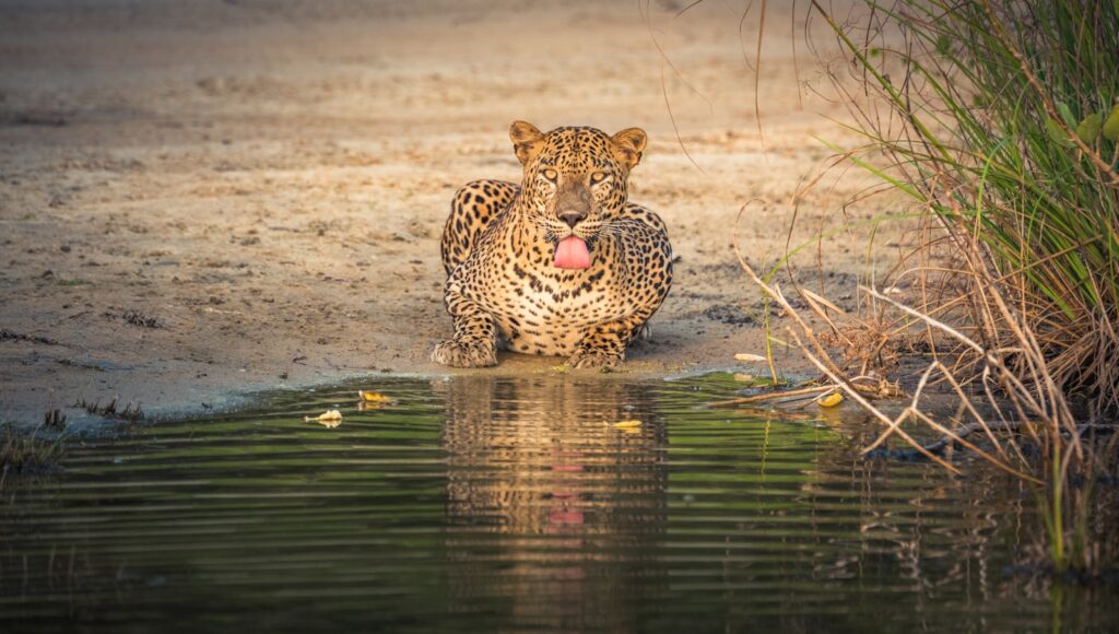A leopard walking calmly along a quiet dirt road in Yala National Park with minimal safari jeeps nearby — supporting travel image 2