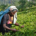 New Pekoe Trail Hiking Route Opens in Sri Lanka’s Hill Country