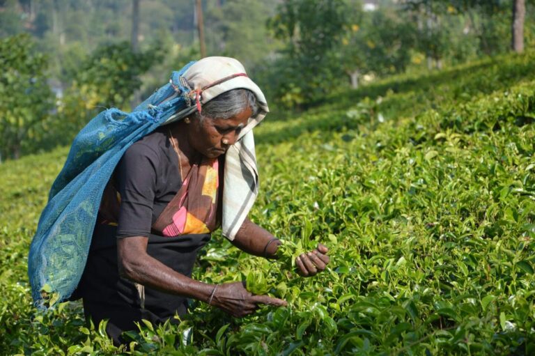 Hiker standing on Ella Rock overlooking lush green tea plantations and valleys in Sri Lanka's Hill Country