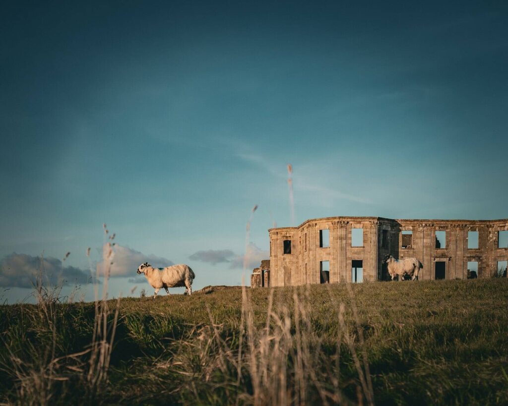 View of Delft Island shoreline with wild horses grazing near historic ruins under clear sky — supporting travel image 3