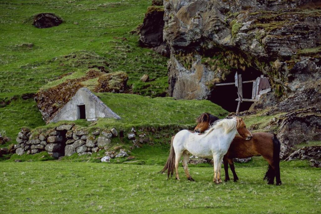 View of Delft Island shoreline with wild horses grazing near historic ruins under clear sky — supporting travel image 2