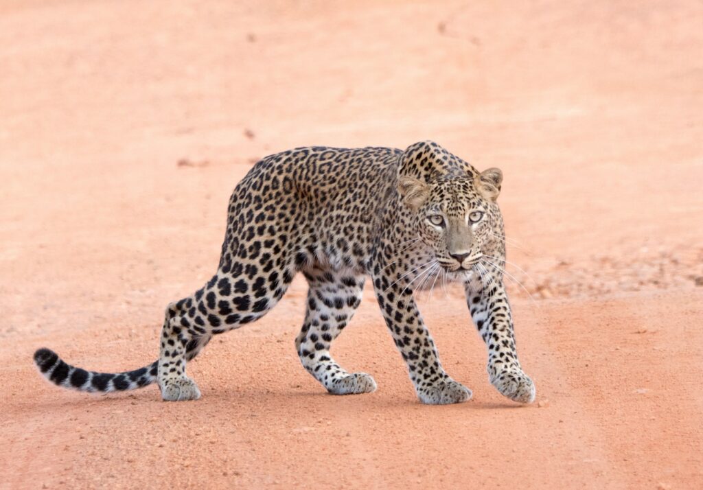 A leopard walking calmly along a quiet dirt road in Yala National Park with minimal safari jeeps nearby — supporting travel image 3