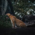 Visiting Sri Lanka in June: What Tourists Should Expect This Off-Season