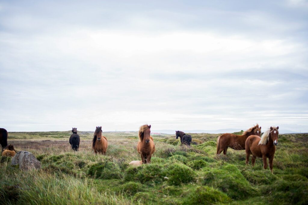 View of Delft Island shoreline with wild horses grazing near historic ruins under clear sky